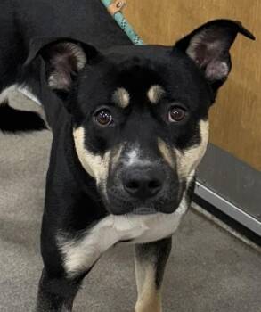 American Bulldog and Rottweiler Dogs Available for Adoption - TANNER | PetCurious