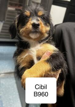Shih Tzu and Terrier Dogs Available for Adoption in Morganton, North Carolina - Cibil | PetCurious