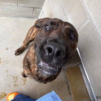 Tungsten -  Plott Hound Dog for Adoption in Bristol, Indiana - Tungsten | PetCurious