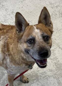 Tess -  Australian Cattle Dog Blue Heeler Dog for Adoption in Salt Lake City, Utah - Tess | PetCurious