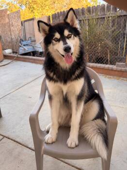 Mercy -  Siberian Husky Dog for Adoption in Cerritos, California - Mercy | PetCurious