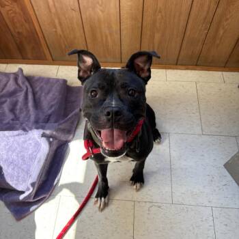 Mixed Breed Dogs Available for Adoption - Harriet | PetCurious