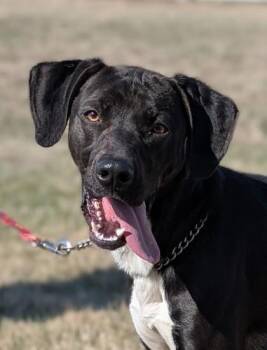 Zip -  German Shorthaired Pointer and Mixed Breed Dog for Adoption in Hastings, Nebraska - Zip | PetCurious