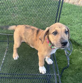 Valentina -  Great Dane and Mixed Breed Dog for Adoption in Warr Acres, Oklahoma - Valentina | PetCurious