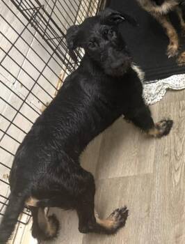 Aragorn -  Terrier and German Shepherd Dog Dog for Adoption in Los Angeles, California - Aragorn | PetCurious