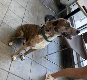 SHINER -  Catahoula Leopard Dog Dog for Adoption in San Antonio, Texas - SHINER | PetCurious