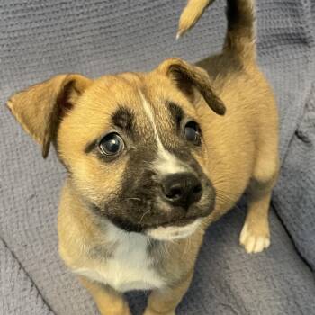 Brisket -  Mixed Breed Dog for Adoption in Canal Winchester, Ohio - Brisket | PetCurious