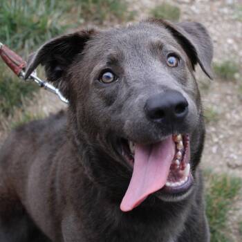 Colter -  Chocolate Labrador Retriever and Australian Cattle Dog Blue Heeler Dog for Adoption in Champaign, Illinois - Colter | PetCurious