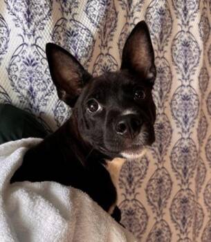 Wolverine -  Mixed Breed Dog for Adoption in Honolulu, Hawaii - Wolverine | PetCurious