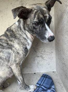 Mixed Breed Dogs Available for Adoption in St. Cloud, Florida - LEGS | PetCurious