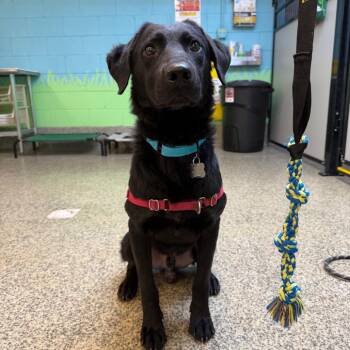 Dante -  Labrador Retriever and Shepherd Dog for Adoption in Falls Church, Virginia - Dante | PetCurious