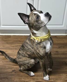 Boxer and Pit Bull Terrier Dogs Available for Adoption in Decatur, Georgia - Chop | PetCurious