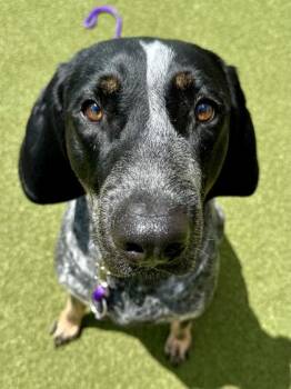 Jaeger -  Bluetick Coonhound and Mixed Breed Dog for Adoption in Wichita, Kansas - Jaeger | PetCurious