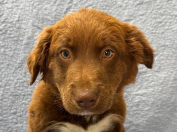 Shire -  Border Collie and Labrador Retriever Dog Available for Adoption in Portland, Oregon - Shire | PetCurious
