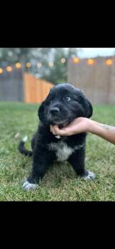 Buster -  Golden Retriever and Australian Cattle Dog Blue Heeler Dog for Adoption in Sonora, California - Buster | PetCurious