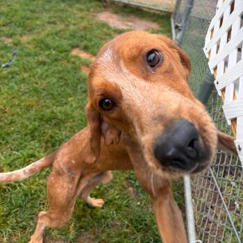 Sal -  Redbone Coonhound Dog for Adoption in Harrisonburg, Virginia - Sal | PetCurious