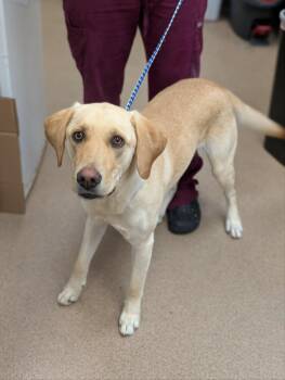 Moon -  Labrador Retriever Dog for Adoption in Chambersburg, Pennsylvania - Moon | PetCurious