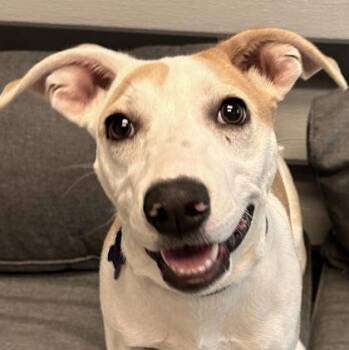 Zayda -  Mixed Breed Dog for Adoption in Lansing, Michigan - Zayda | PetCurious