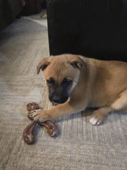 Bulldog and Mastiff Dogs Available for Adoption - Hank | PetCurious