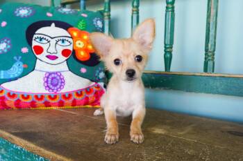 Minnie -  Chihuahua and Papillon Dog for Adoption in San Antonio, Texas - Minnie | PetCurious
