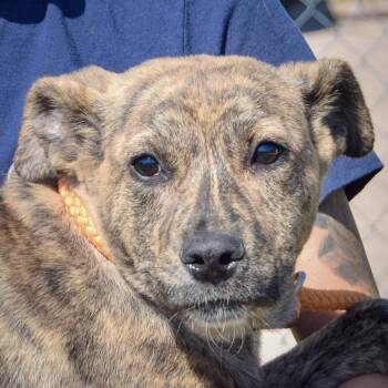 Rescue Mastiff and American Staffordshire Terrier Dogs for Adoption in Huntley, Illinois - Brooke | PetCurious