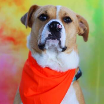 Rescue Pit Bull Terrier and Yellow Labrador Retriever Dogs for Adoption in Austin, Texas - Toby JuM | PetCurious