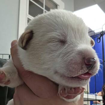 Ranier -  Great Pyrenees and Mixed Breed Dog for Adoption in Waco, Texas - Ranier | PetCurious