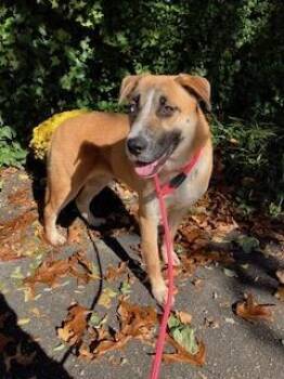 Rescue Black Mouth Cur Dogs for Adoption in Manhasset, New York - Hailey | PetCurious