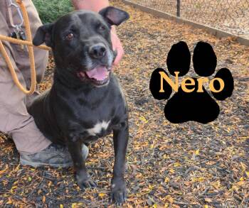 Rescue Black Labrador Retriever Dogs for Adoption in Marion, Indiana - Nero | PetCurious