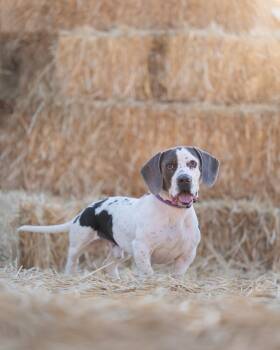 Rescue Basset Hound and Pit Bull Terrier Dogs for Adoption in Millcreek, Utah - His Royal Majesty Prince Arataki Itto Of Laredo | PetCurious