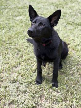 Georgia -  German Shepherd Dog Dog for Adoption in Covington, Louisiana - Georgia | PetCurious