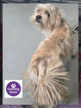 Maltese and Shih Tzu Dogs Available for Adoption in Erin, Ontario - Jax | PetCurious