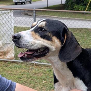 Mixed Breed Dogs Available for Adoption in Auburn, Alabama - Bruno | PetCurious