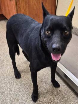 CAMILO -  Terrier Dog for Adoption in Fort Myers, Florida - CAMILO | PetCurious