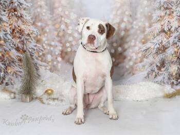 NEZUKO -  Boxer and Mixed Breed Dog for Adoption in Omaha, Nebraska - NEZUKO | PetCurious