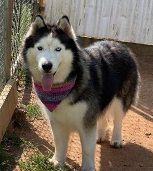 Indigo $50 -  Siberian Husky and Mixed Breed Dog for Adoption in Seneca, South Carolina - Indigo $50 | PetCurious