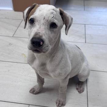 Mixed Breed Dogs Available for Adoption in Lufkin, Texas - Jack | PetCurious