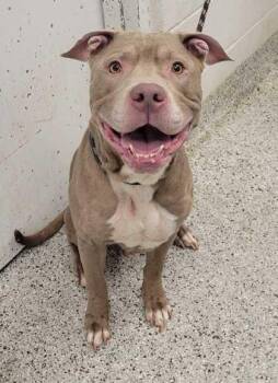 Cinema -  Pit Bull Terrier and Mixed Breed Dog for Adoption in Kansas City, Missouri - Cinema | PetCurious