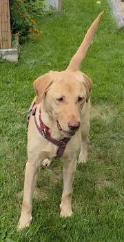 Caramel Truffle -  Labrador Retriever Dog for Adoption in Waunakee, Wisconsin - Caramel Truffle | PetCurious