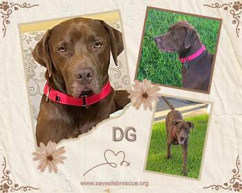 DG -  Labrador Retriever and Chocolate Labrador Retriever Dog for Adoption in Middletown, Rhode Island - DG | PetCurious
