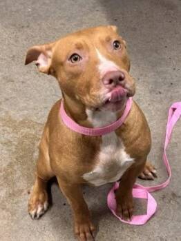 Marley -  Pit Bull Terrier Dog for Adoption in Cleveland, Ohio - Marley | PetCurious