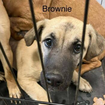 Chihuahua and Pit Bull Terrier Dogs Available for Adoption - Brownie | PetCurious