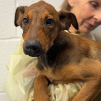 Muffin A848370 -  Shepherd Dog for Adoption in Los Angeles, California - Muffin A848370 | PetCurious