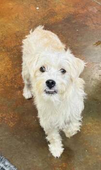 Rescue Terrier and Schnauzer Dogs for Adoption in Council Bluffs, Iowa - Vanilla | PetCurious