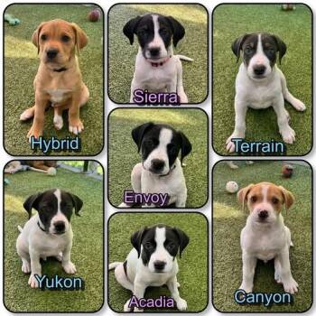 Denali Litter - puppies 4 male 3 female -  Pit Bull Terrier and Rottweiler Dog Available for Adoption in Traverse City, Michigan - Denali Litter - Puppies 4 Male 3 Female | PetCurious