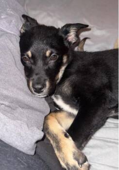 PAULIE -  Shepherd Dog for Adoption in Broomfield, Colorado - PAULIE | PetCurious