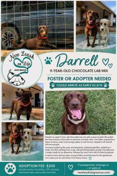 Darrell -  Labrador Retriever Dog for Adoption in Rockland, Wisconsin - Darrell | PetCurious