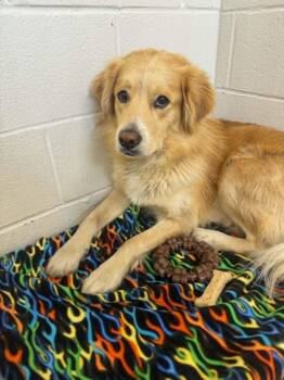 Golden Retriever Dogs Available for Adoption in Georgetown, Ohio - Finnigan | PetCurious