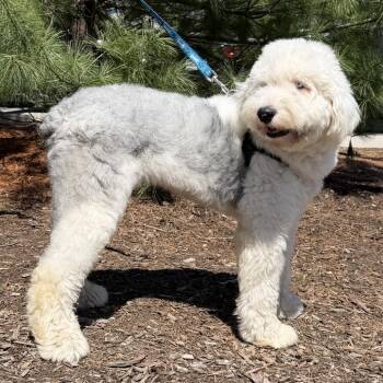 Old English Sheepdog Dogs Available for Adoption in East Hampton, New York - Sparky | PetCurious