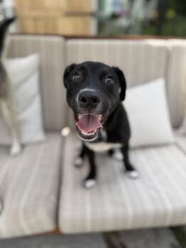 Daisy Mae -  Black Labrador Retriever Dog for Adoption in Burbank, California - Daisy Mae | PetCurious